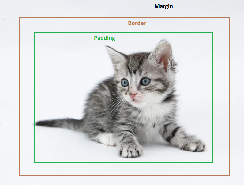Kitten within border, padding, margin.